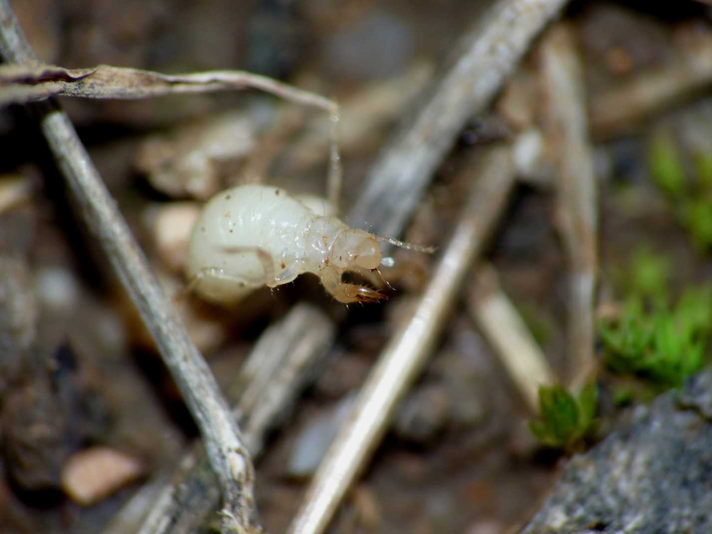 Neanide di Cicadidae